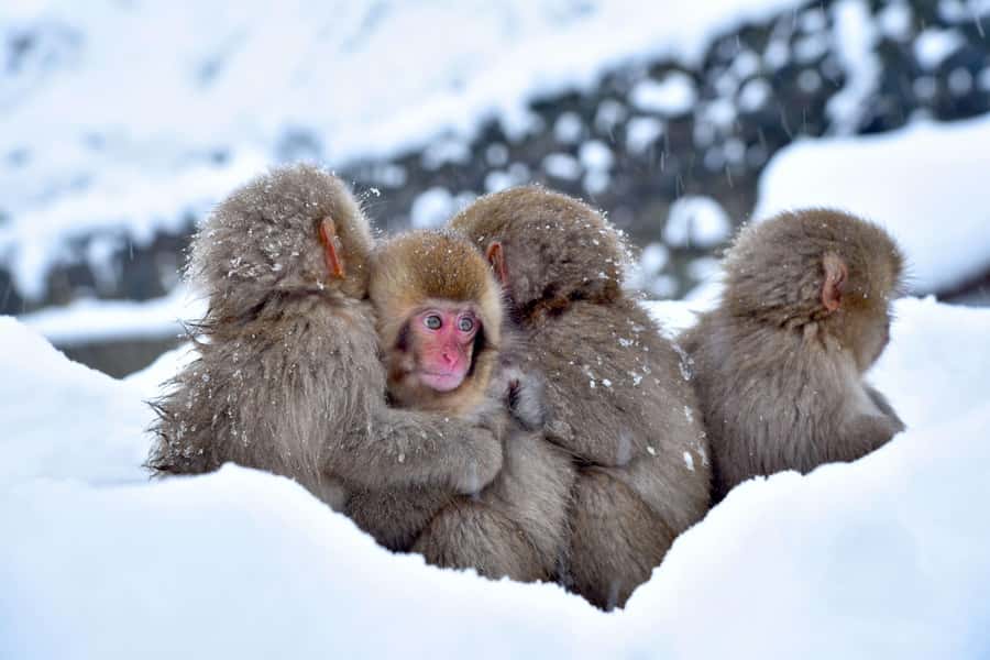 Tokyo/Nagano: private Tour with Snow Monkey Park & Temples - English-speaking drivers like Ali, Kashif, and Mirza, plus what the tour includes