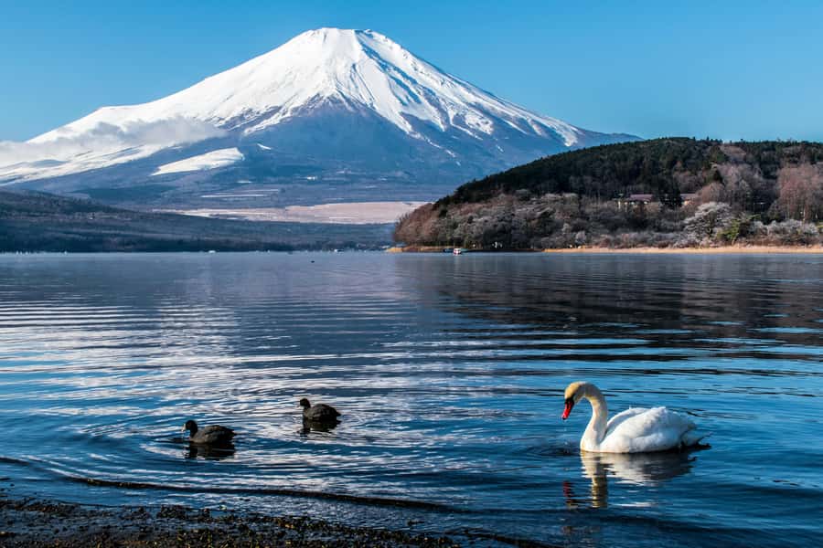 Tokyo: Private Mount Fuji Tour with Pickup and Drop-Off - Getting picked up in Tokyo: comfort, timing, and smarter routing