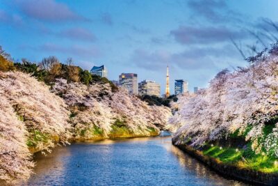 Tokyo Private Tour by Vehicle with English-Speaking Chauffeur