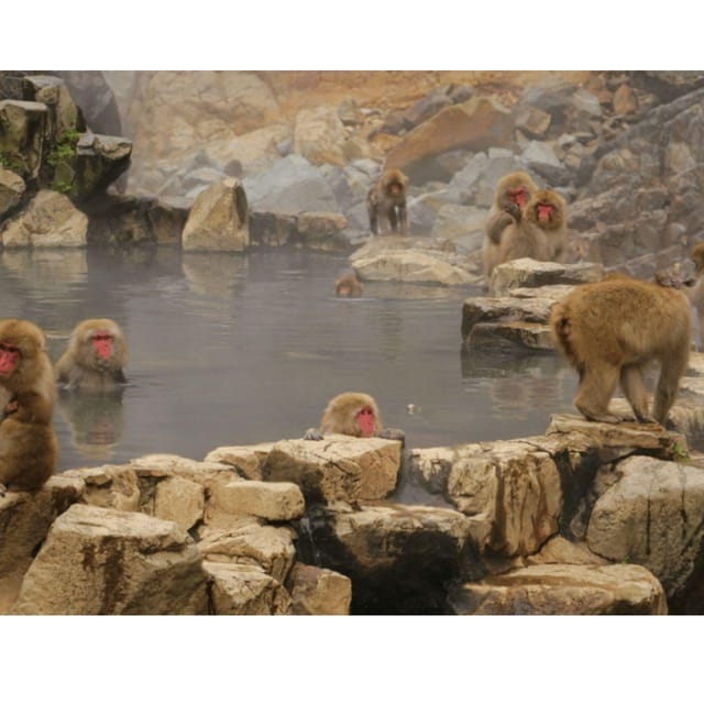 Tokyo: Snow Monkey & Nagano Customiseable Private Day Tour - Why this Tokyo to Nagano snow monkey day feels different from a bus