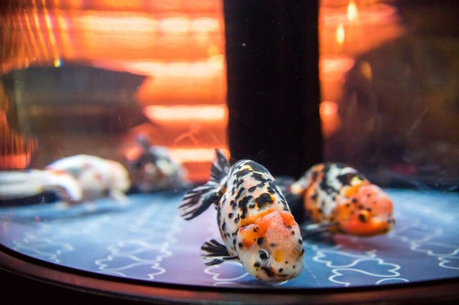 Tokyo: Sumida Aquarium Entry Ticket - Ticket Value: Is $17 Worth One Day at Sumida Aquarium?