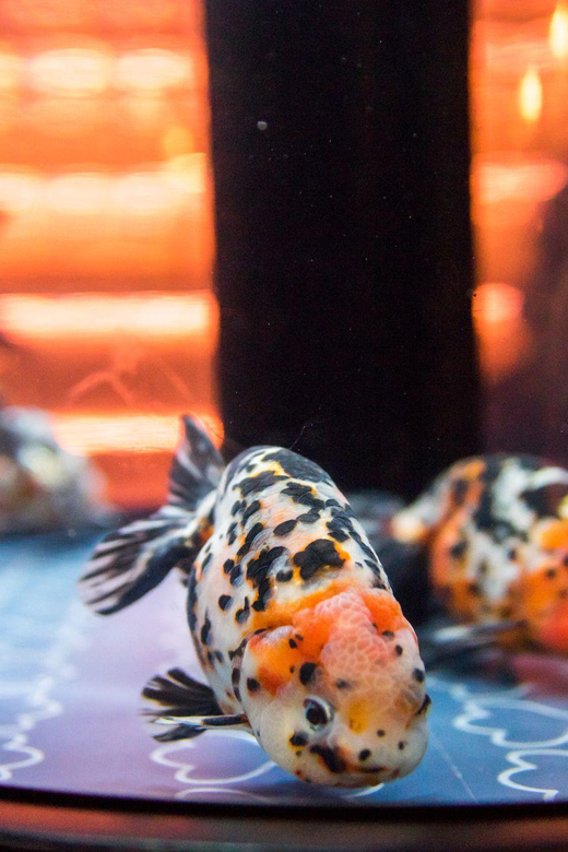Tokyo: Sumida Aquarium Entry Ticket - Overall Satisfaction: What the Rating Tells You