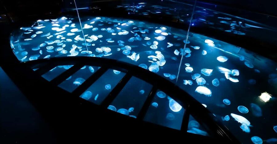 Tokyo: Sumida Aquarium Entry Ticket - Inside the Aquarium: Chairs, Water Views, and a Slow Pace That Works