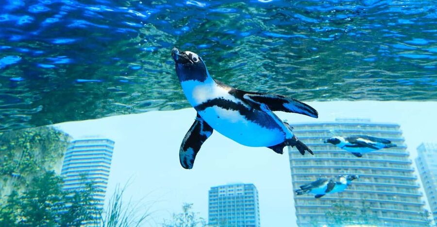 Tokyo: Sunshine Aquarium Entry Ticket - Key things to know before you go