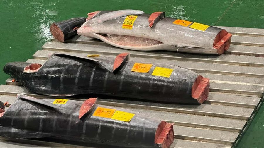Tokyo: Toyosu Tuna Auction &Tsukiji Market Gourmet Adventure - Key Things To Know Before You Go