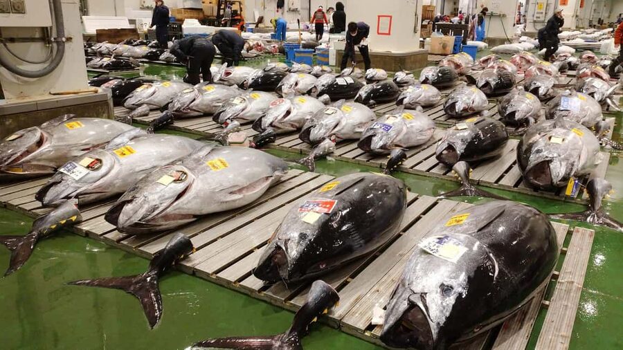 Tokyo: Toyosu Tuna Auction &Tsukiji Market Gourmet Adventure - Why Toyosu and Tsukiji Turn One Morning Into Two Different Worlds