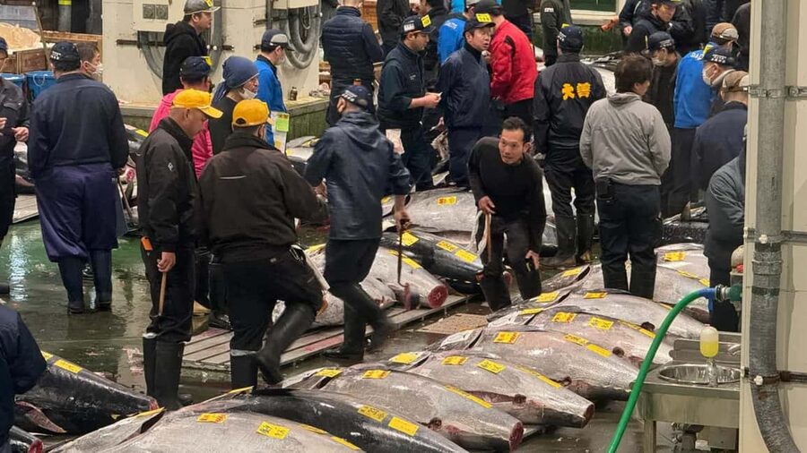 Tokyo: Toyosu Tuna Auction &Tsukiji Market Gourmet Adventure - Price and Value: Is $122 a Smart Use of Your Time?