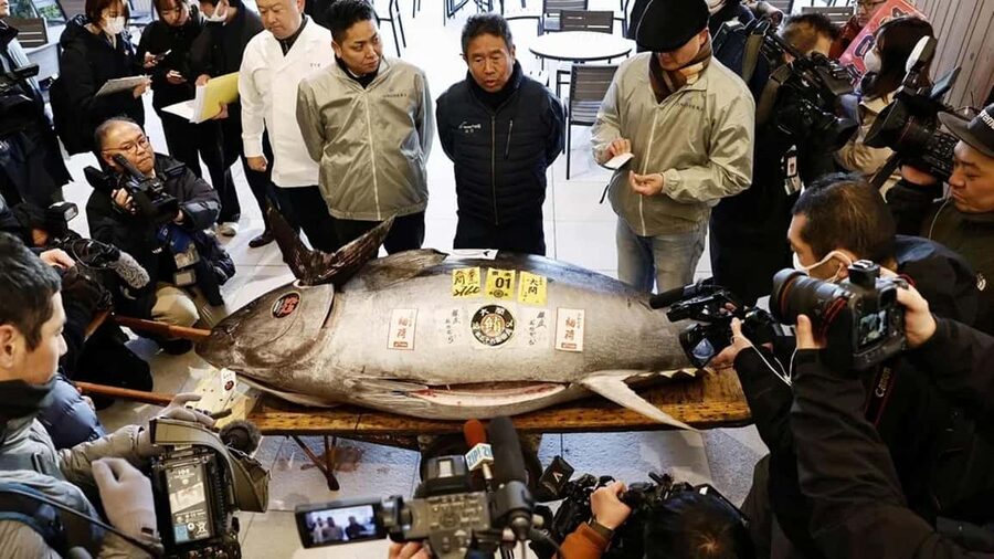 Tokyo: Toyosu Tuna Auction &Tsukiji Market Gourmet Adventure - The 5:00 AM Start: Logistics That Make or Break the Experience
