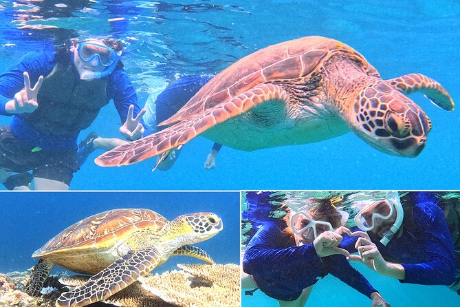 Turtle Snorkeling in Ishigaki - Fluent English! Small Group! - Key things I’d pay attention to