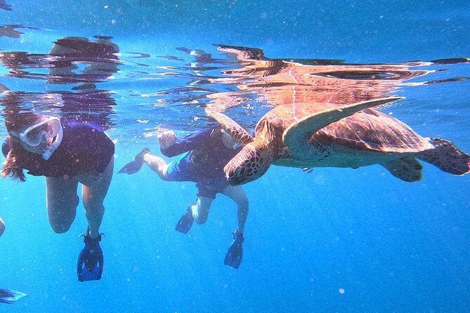Turtle Snorkeling in Ishigaki - Fluent English! Small Group! - Sea Turtles From the Beach, Not a Boat Ride
