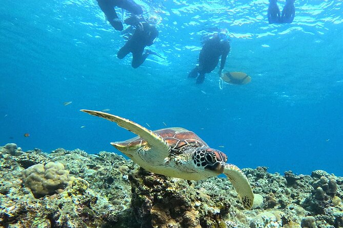 Turtle Snorkeling in Ishigaki - Fluent English! Small Group! - The Half-Day Flow From Yonehara Beach to the Best Spots