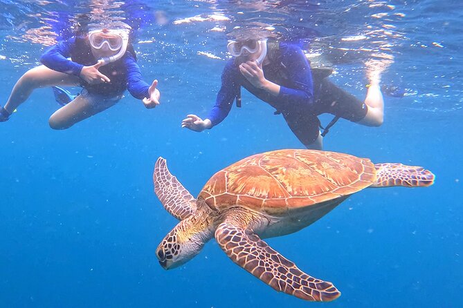 Turtle Snorkeling in Ishigaki - Fluent English! Small Group! - Underwater Photos and Videos You Do Not Have to Earn