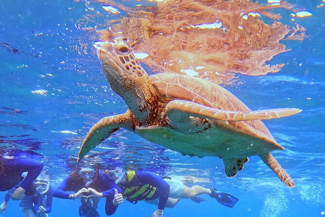 Turtle Snorkeling in Ishigaki - Fluent English! Small Group! - What the Price Covers and Why It Feels Fair