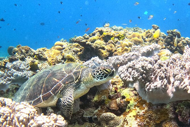 Turtle Snorkeling in Ishigaki - Fluent English! Small Group! - Zohar’s Fluent English and the Local Spot Game