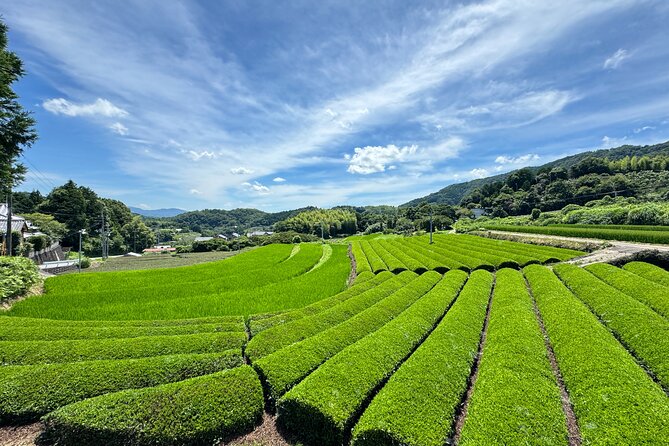 Uji and Wazuka Matcha Farm Half Day Private Guided Tour - Price and value: is $360 per person fair for a half day?