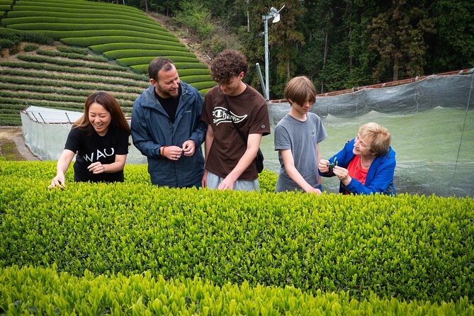 Uji and Wazuka Matcha Farm Half Day Private Guided Tour - Uji River stroll and tea-town time: the quick, friendly warm-up