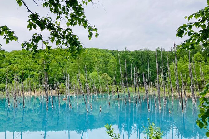 Wherever you want! 1-Day Private Tour from Sapporo to Furano more - Key Highlights You’ll Care About