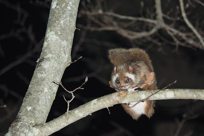 Wild Japanese Flying Squirrel Watching Tour in Nagano - Key things to know before you go