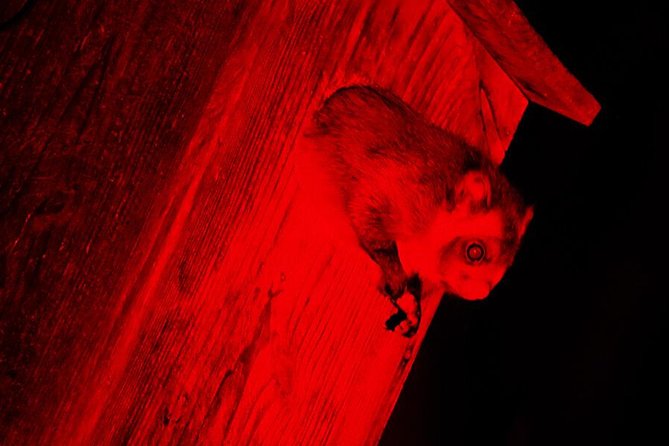 Wild Japanese Flying Squirrel Watching Tour in Nagano - Picchio Visitor Center: the lecture that makes spotting possible