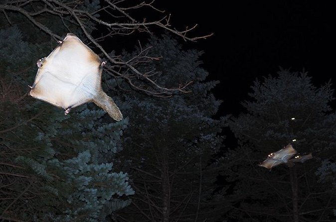 Wild Japanese Flying Squirrel Watching Tour in Nagano - Binoculars included, and how to use them without going cross-eyed