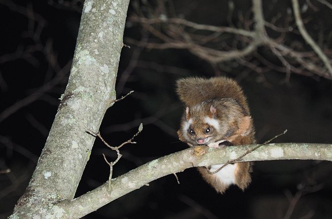 Wild Japanese Flying Squirrel Watching Tour in Nagano - Price and what you truly get for $28.69