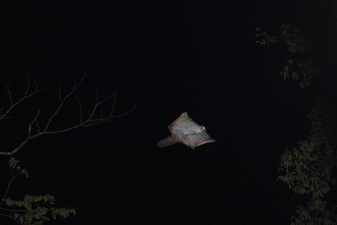 Wild Japanese Flying Squirrel Watching Tour in Nagano - Weather matters more than you think (and refunds depend on what you mean by cost)