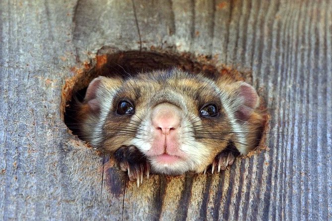 Wild Japanese Flying Squirrel Watching Tour in Nagano - The group dynamic: small size, big focus