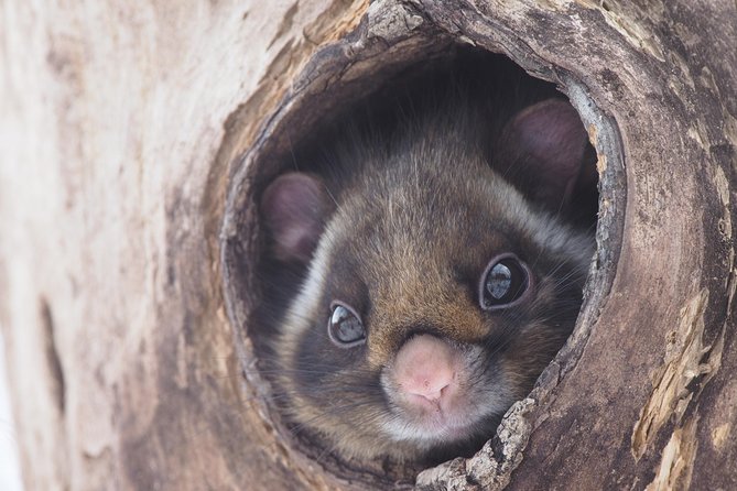 Wild Japanese Flying Squirrel Watching Tour in Nagano - The Karuizawa Hoshino watch area: slow steps, quiet eyes